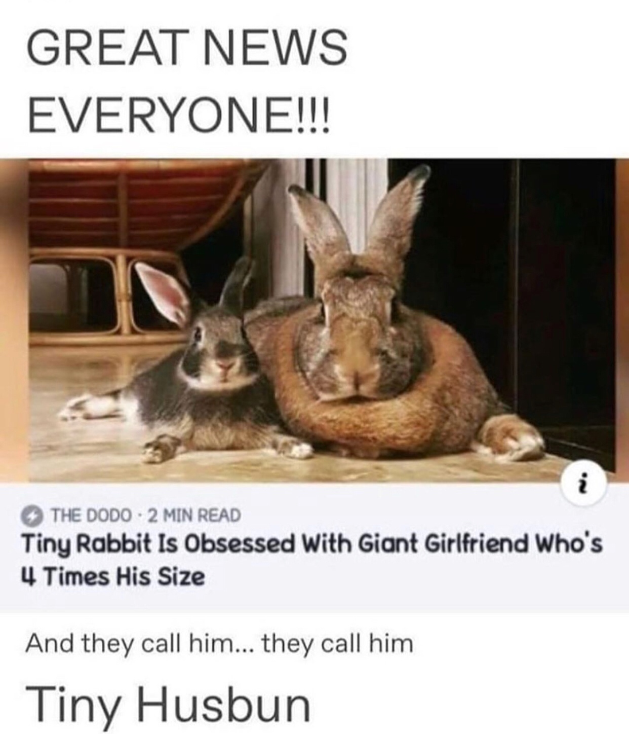 tiny rabbit giant girlfriend - Great News Everyone!!! The Dodo 2 Min Read Tiny Rabbit Is Obsessed With Giant Girlfriend Who's 4 Times His Size And they call him... they call him Tiny Husbun