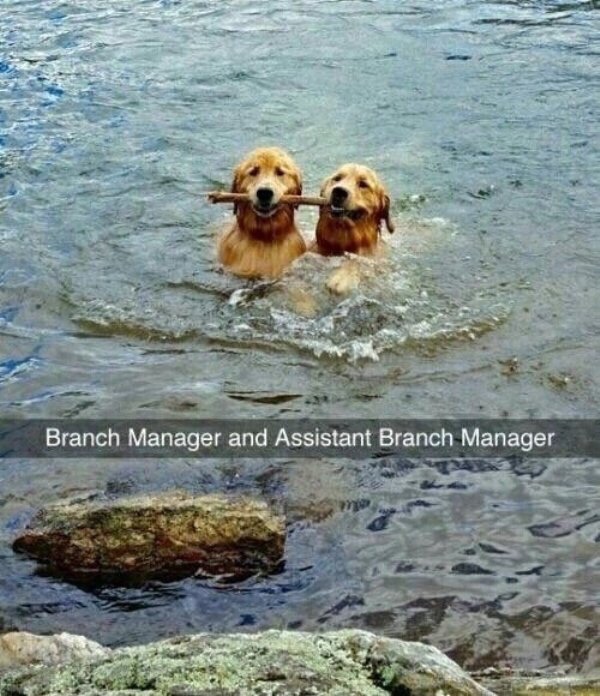 branch manager and assistant branch manager meme - Branch Manager and Assistant Branch Manager