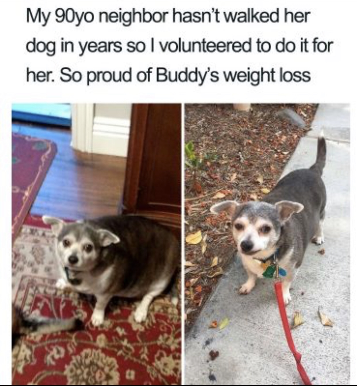 reddit dog - My 90yo neighbor hasn't walked her dog in years so I volunteered to do it for her. So proud of Buddy's weight loss
