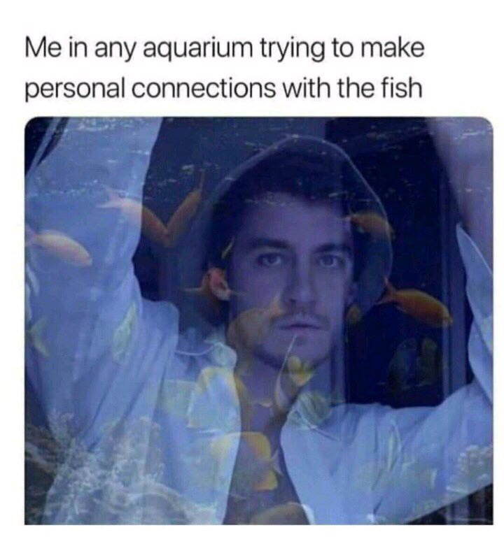 Internet meme - Me in any aquarium trying to make personal connections with the fish