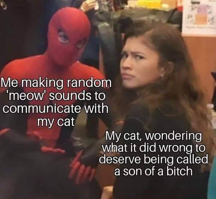 Spider-Man - Me making random 'meow' sounds to communicate with my cat My cat, wondering what it did wrong to deserve being called a son of a bitch