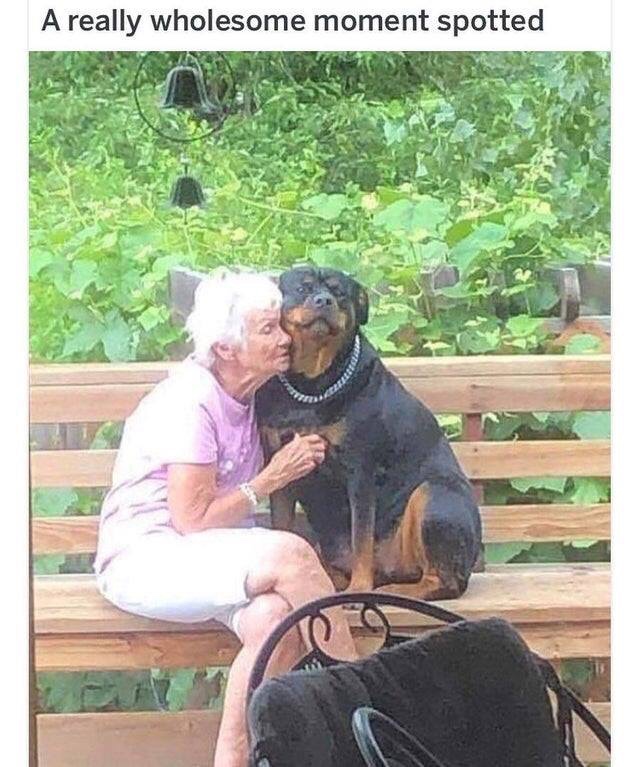 Rottweiler - A really wholesome moment spotted