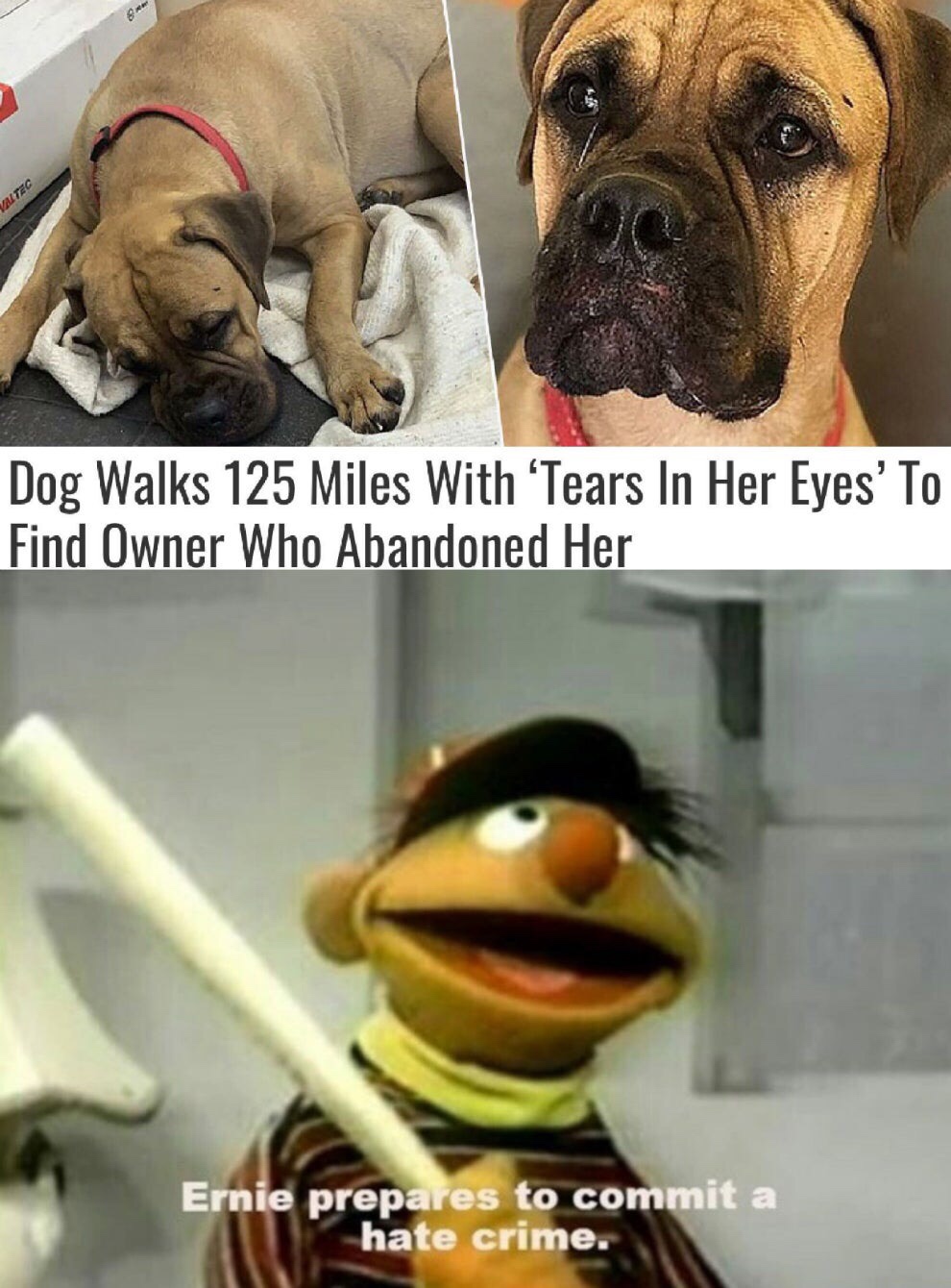 bert and ernie memes - Wtec Dog Walks 125 Miles With 'Tears In Her Eyes' To Find Owner Who Abandoned Her Ernie prepares to commit a hate crime.