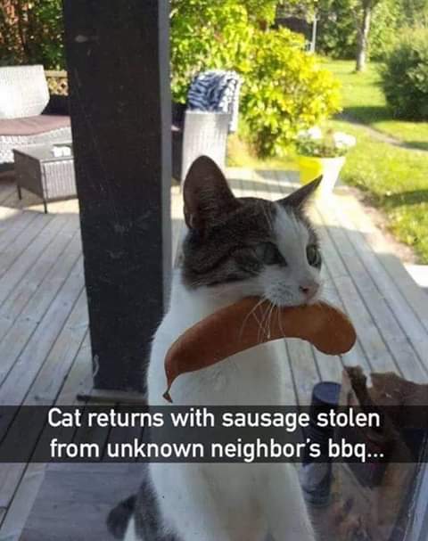 cat bringing gifts - Cat returns with sausage stolen from unknown neighbor's bbq...