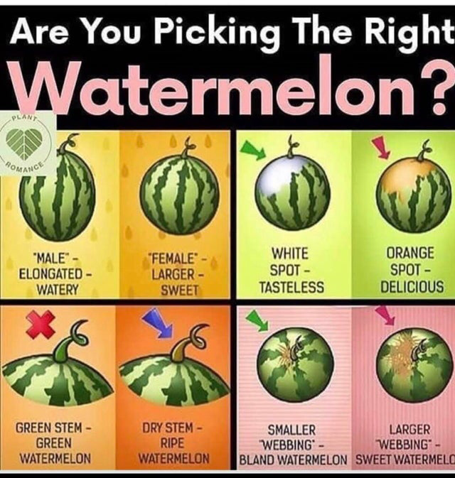 you picking the right watermelon - Are You Picking The Right Watermelon? "Male Elongated Watery "Female Larger Sweet White Spot Tasteless Orange Spot Delicious Green Stem Green Watermelon Dry Stem Ripe Watermelon Smaller Larger Webbing Webbing Bland Water