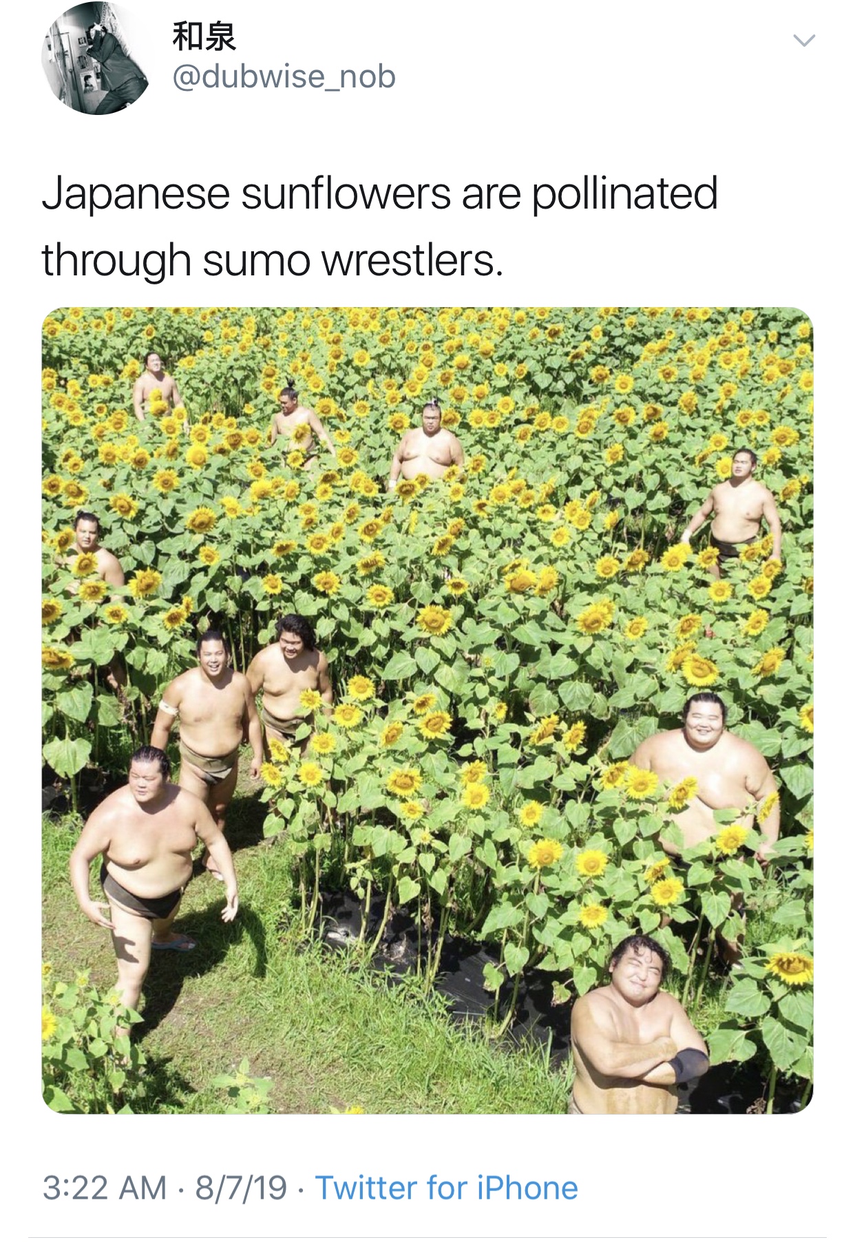 Sumo - Far Japanese sunflowers are pollinated through sumo wrestlers. 8719. Twitter for iPhone