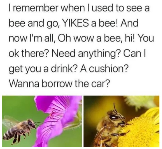 remember when i used to see a bee - I remember when I used to see a bee and go, Yikes a bee! And now I'm all, Oh wow a bee, hi! You ok there? Need anything? Can | get you a drink? A cushion? Wanna borrow the car?