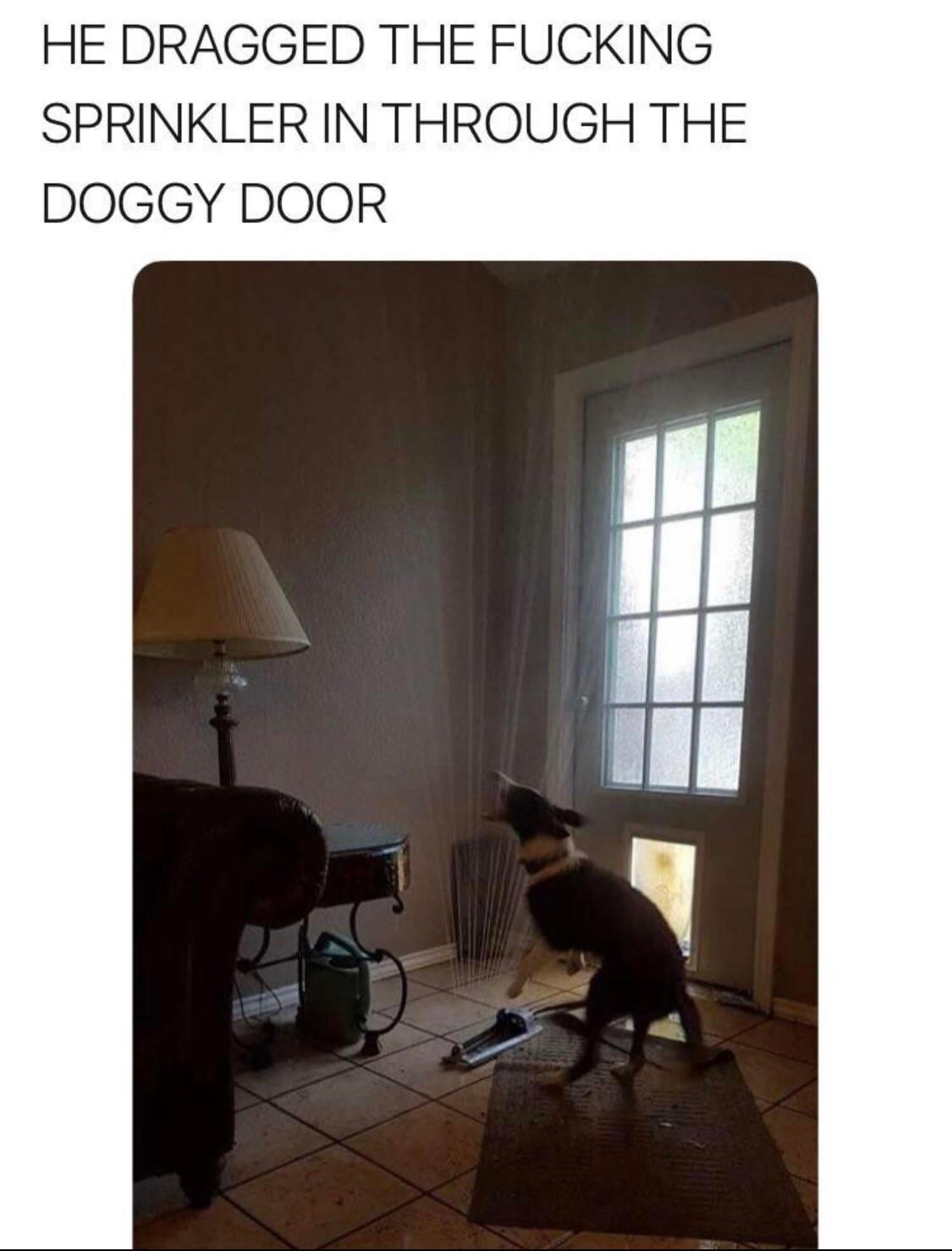 he dragged the sprinkler through the doggy door - He Dragged The Fucking Sprinkler In Through The Doggy Door
