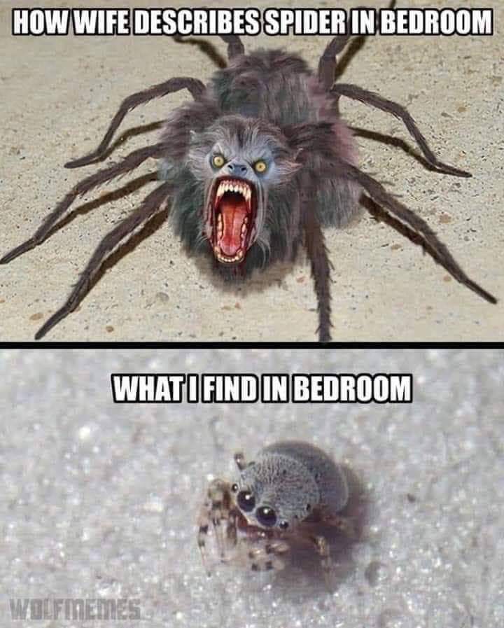 things i do for love - How Wife Describes Spider In Bedroom Whatifind In Bedroom