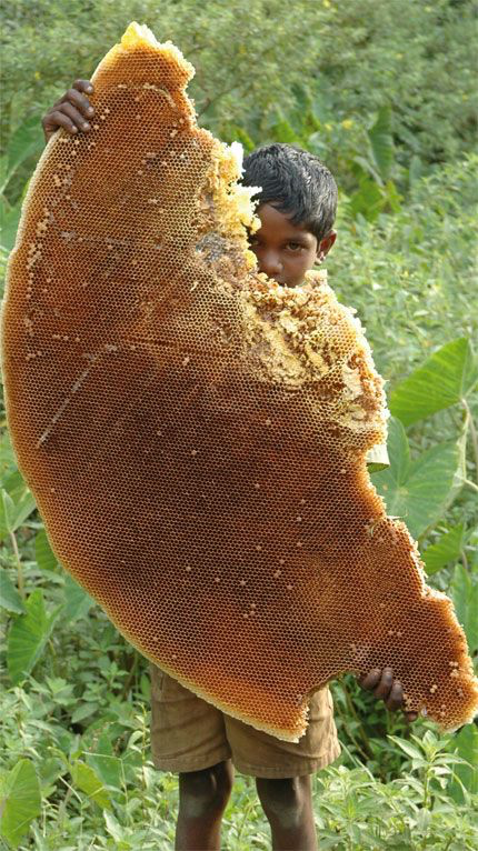 huge honeycomb