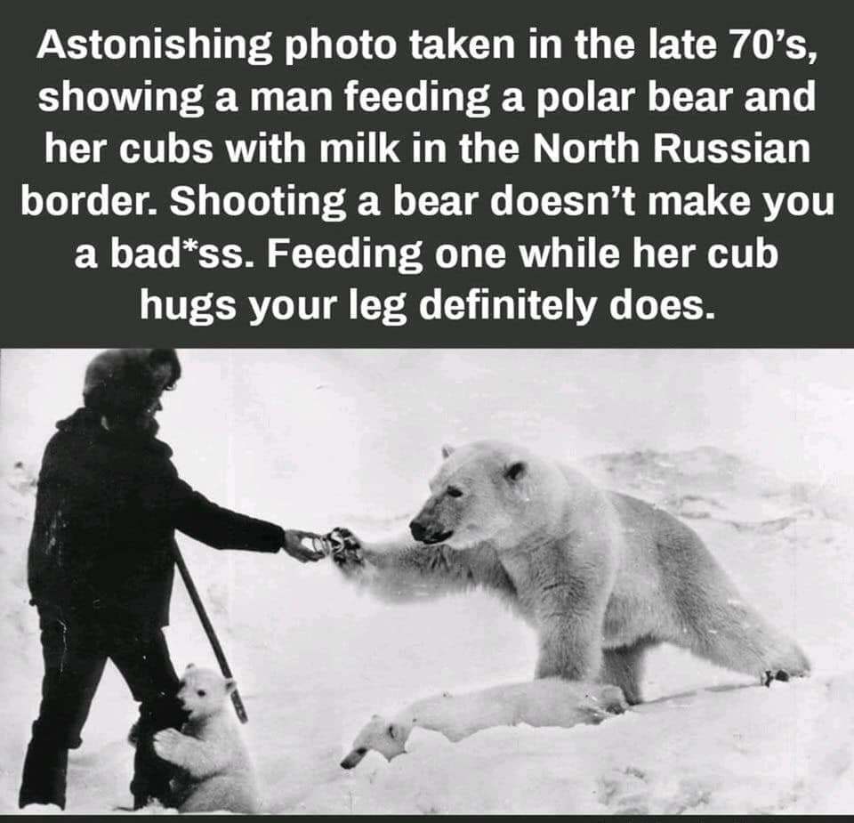 man feeding polar bear - Astonishing photo taken in the late 70's, showing a man feeding a polar bear and her cubs with milk in the North Russian border. Shooting a bear doesn't make you a badss. Feeding one while her cub hugs your leg definitely does.