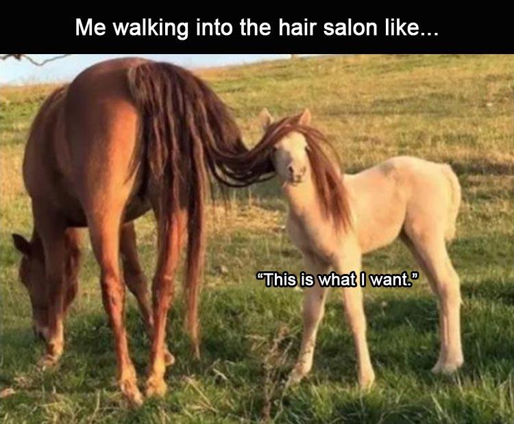 Me walking into the hair salon ... "This is what I want."