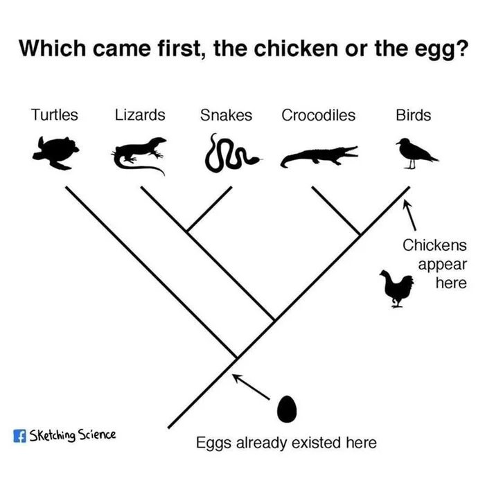 came first the chicken or the egg - Which came first, the chicken or the egg? Turtles Lizards Snakes Crocodiles Birds Chickens appear here f Sketching Science Eggs already existed here
