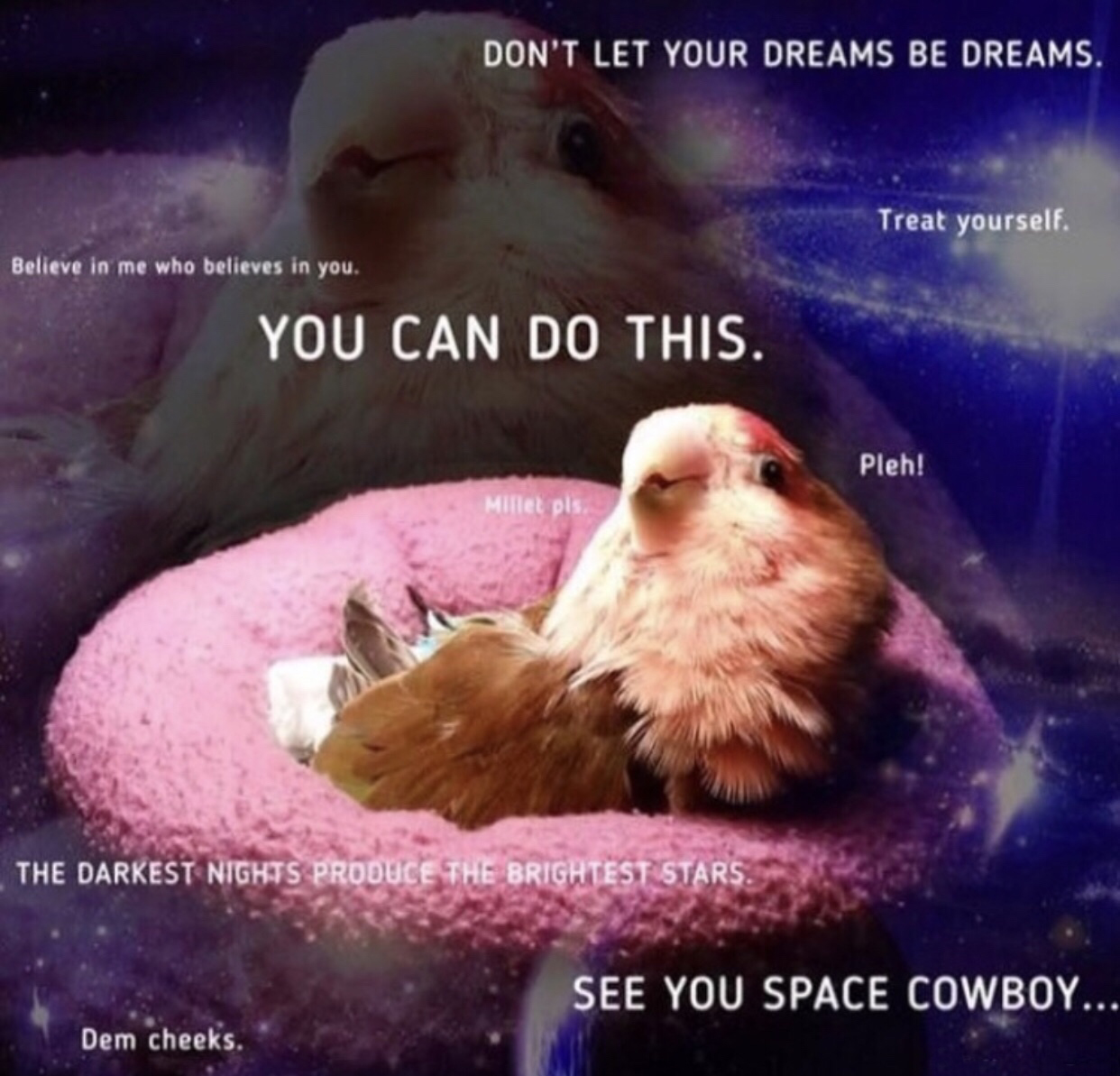 birb support - Don'T Let Your Dreams Be Dreams. Treat yourself. Believe in me who believes in you. You Can Do This. Pleh! Millet pls The Darkest Nights Produce The Brightest Stars. See You Space Cowboy... Dem cheeks.