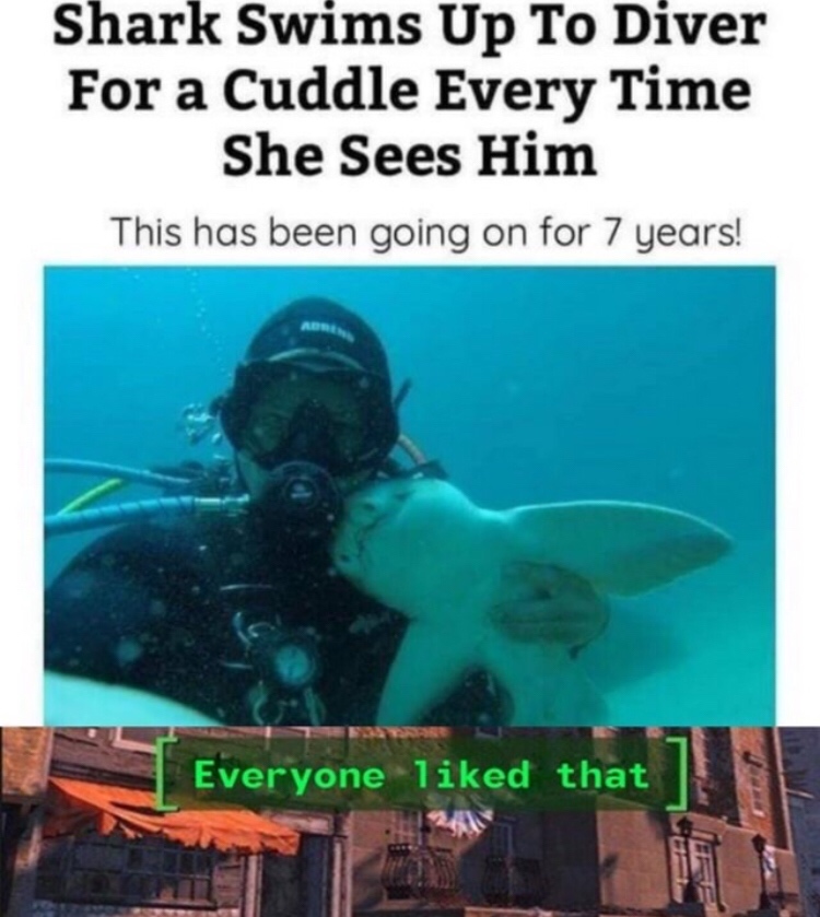 Meme - Shark Swims Up To Diver For a Cuddle Every Time She Sees Him This has been going on for 7 years! Everyone d that