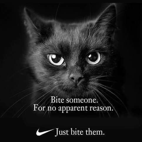 just bite someone cat nike - Bite someone. For no apparent reason. Just bite them.