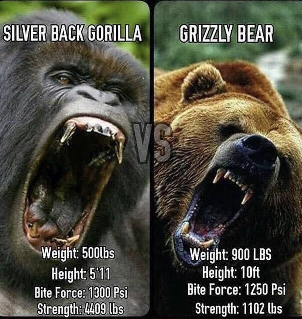 grizzly vs gorilla - Silver Back Gorilla Grizzly Bear Weight 500lbs Height 5'11 Bite Force 1300 Psi Strength 4409 lbs Weight 900 Lbs Height 10ft Bite Force 1250 Psi Strength 1102 lbs