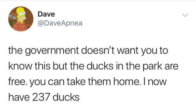 white people like to say meme - Dave Apnea the government doesn't want you to know this but the ducks in the park are free. You can take them home. I now have 237 ducks