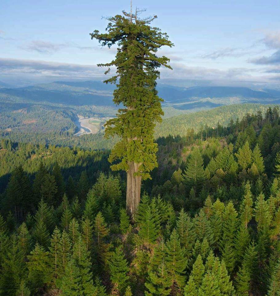 redwood national park tallest tree