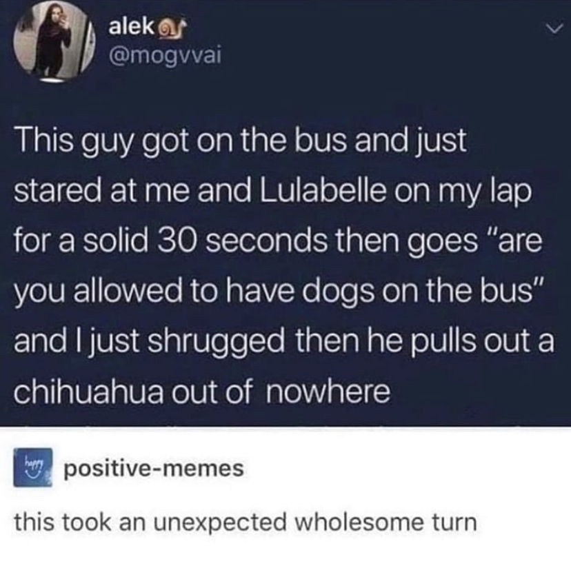 john 3 16 - aleko This guy got on the bus and just stared at me and Lulabelle on my lap for a solid 30 seconds then goes "are you allowed to have dogs on the bus" and I just shrugged then he pulls out a chihuahua out of nowhere hery positivememes this too