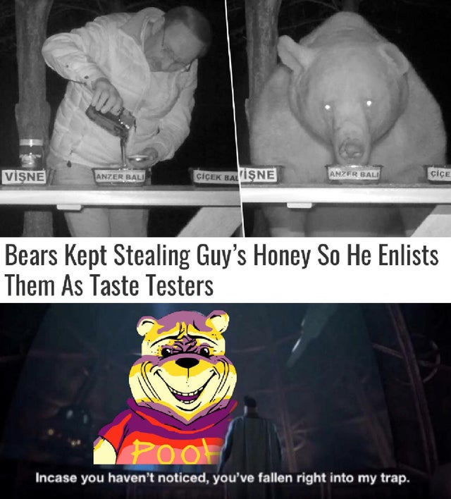 photo caption - Vne Anzer Bali Cek Bal Ne Anzer Bali cice Bears Kept Stealing Guy's Honey So He Enlists Them As Taste Testers Ypoot Incase you haven't noticed, you've fallen right into my trap.