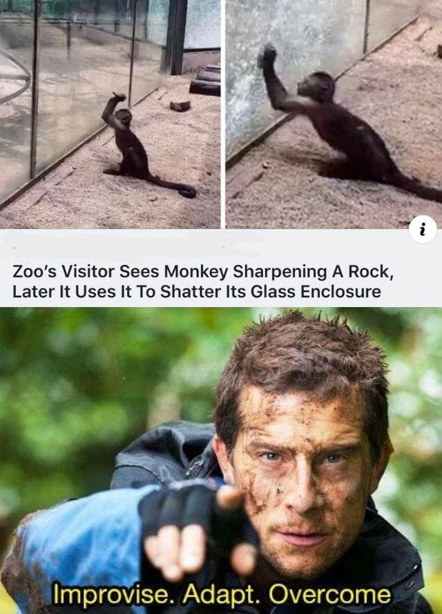 adapt improvise and overcome meme - Zoo's Visitor Sees Monkey Sharpening A Rock, Later It Uses It To Shatter Its Glass Enclosure Improvise. Adapt. Overcome