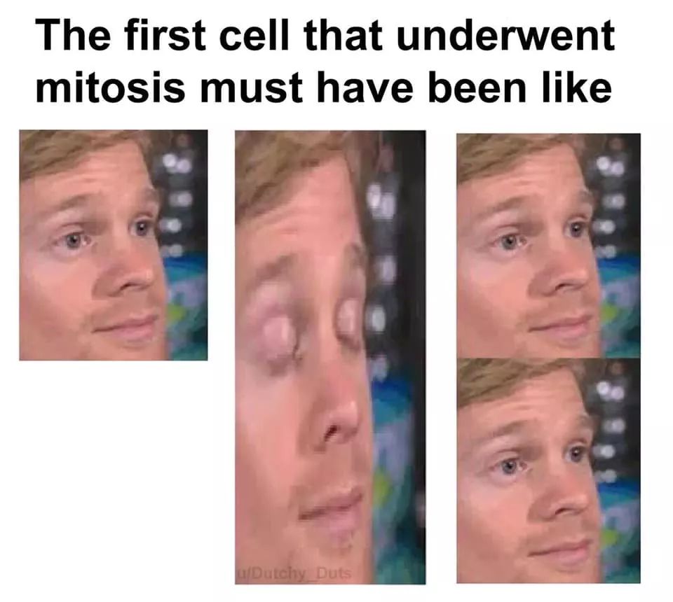 facial expression - The first cell that underwent mitosis must have been Dutchy Duts