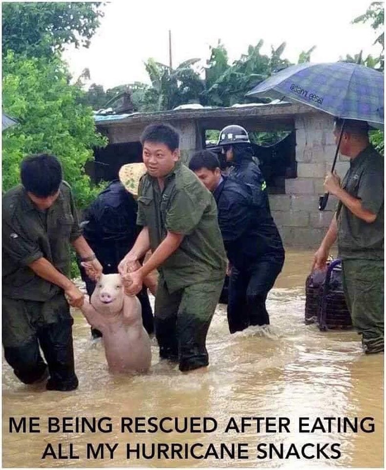 smiling pig flood - Me Being Rescued After Eating All My Hurricane Snacks