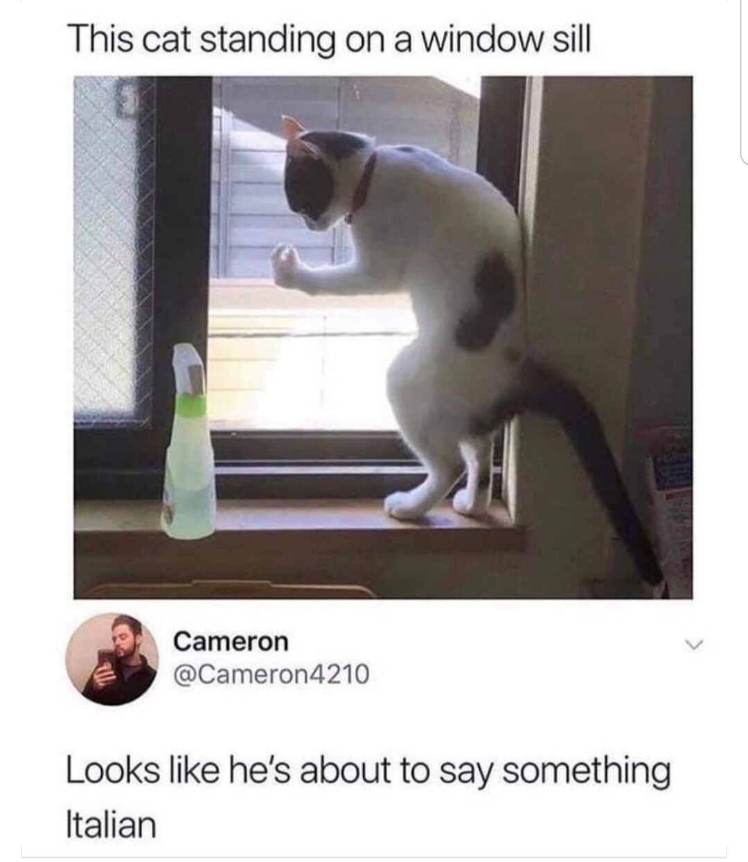 Meme - This cat standing on a window sill Cameron 4210 Looks he's about to say something Italian