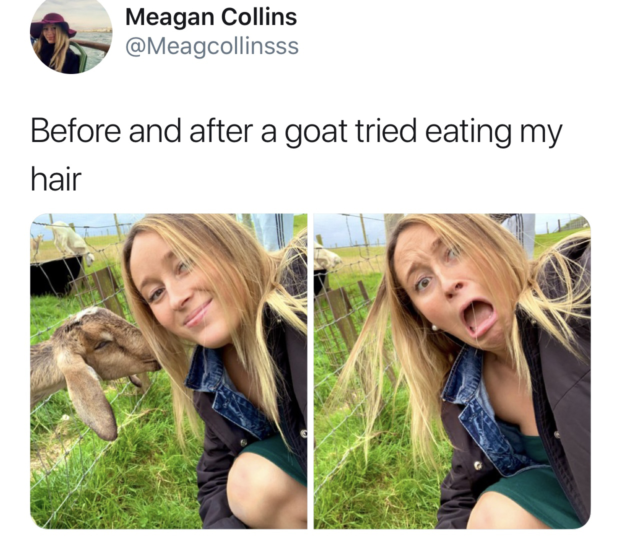 blond - Meagan Collins Before and after a goat tried eating my hair
