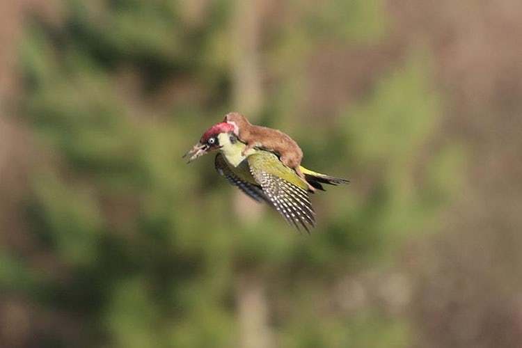 flying weasel