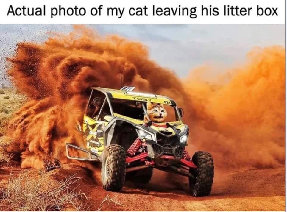 desert racing - Actual photo of my cat leaving his litter box