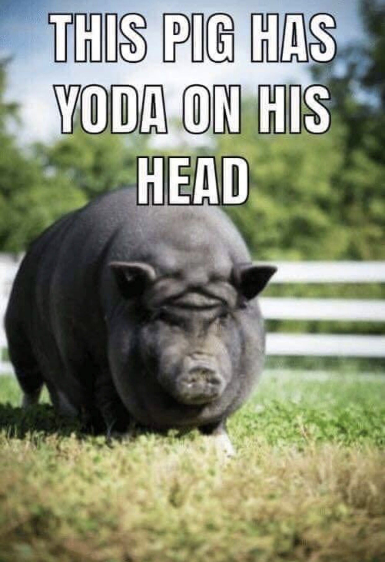 yoda pig - This Pig Has Yoda On His Head