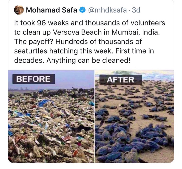 cleaned beach in india mumbai - Mohamad Safa . 3d It took 96 weeks and thousands of volunteers to clean up Versova Beach in Mumbai, India. The payoff? Hundreds of thousands of seaturtles hatching this week. First time in decades. Anything can be cleaned! 