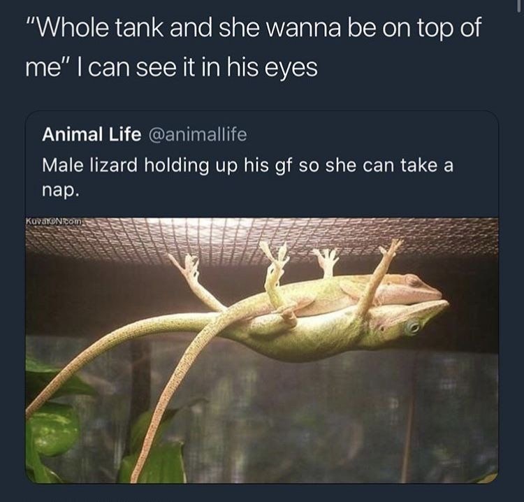 male lizard holding up his girlfriend - "Whole tank and she wanna be on top of 'me" I can see it in his eyes Animal Life Male lizard holding up his gf so she can take a nap.