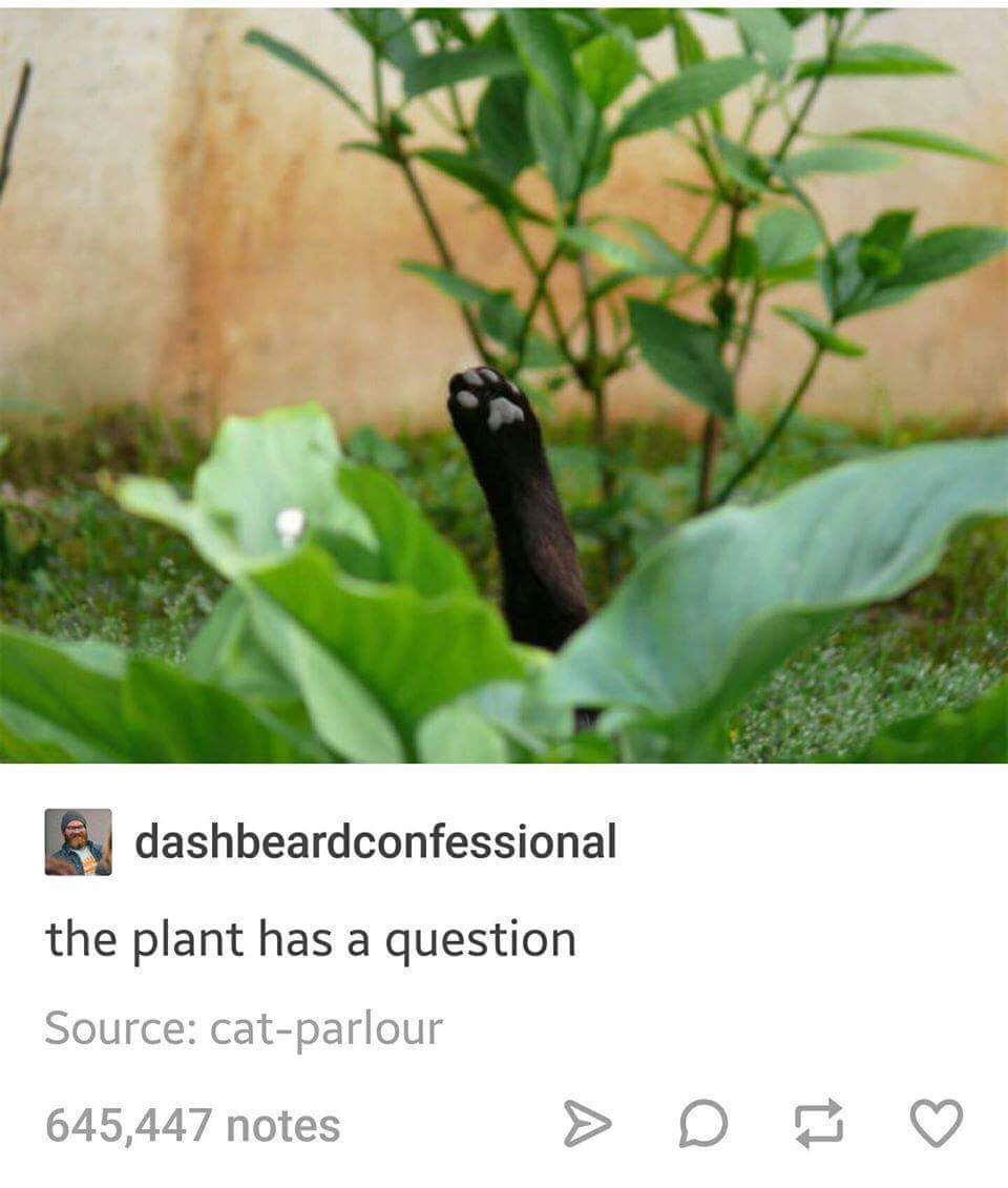 beans are growing nicely this year - dashbeardconfessional the plant has a question Source catparlour 645,447 notes >
