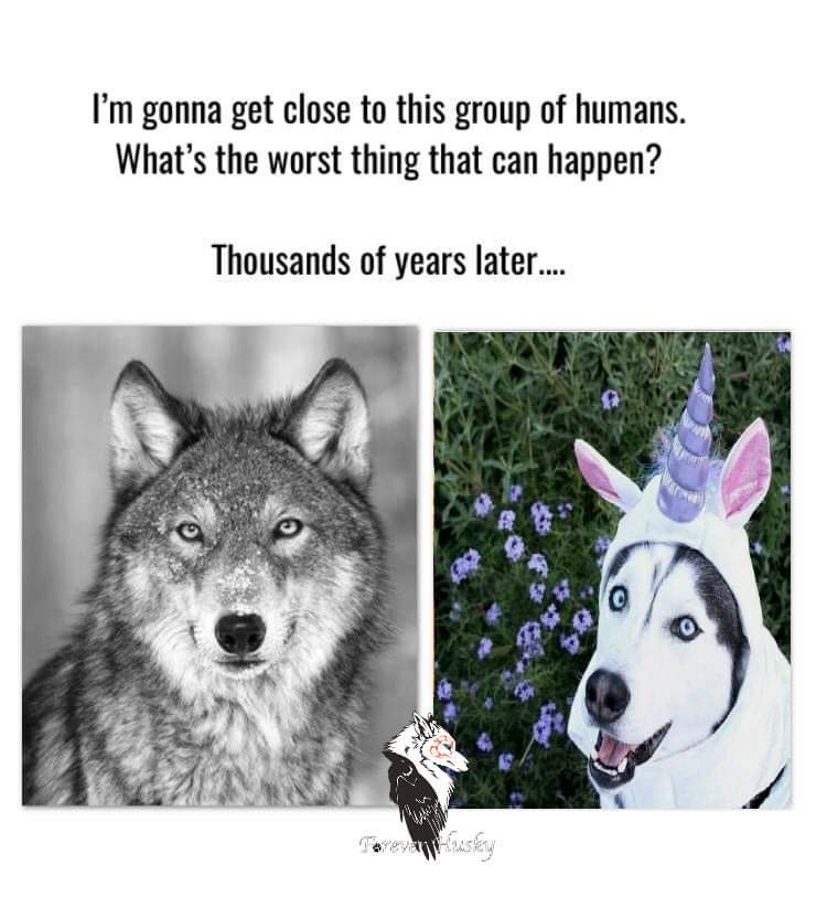 wolf pictures black and white - I'm gonna get close to this group of humans. What's the worst thing that can happen? Thousands of years later....