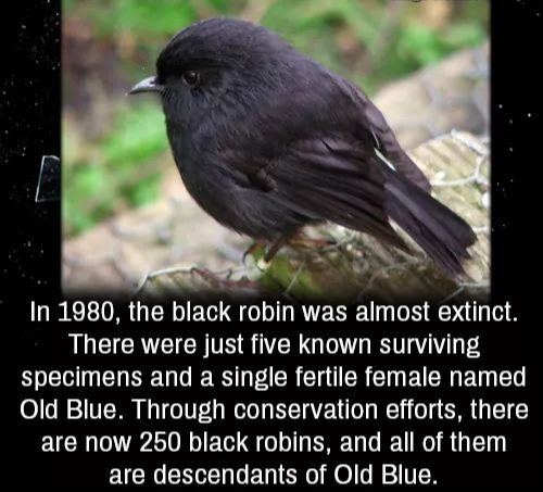 black robin old blue - In 1980, the black robin was almost extinct. There were just five known surviving specimens and a single fertile female named Old Blue. Through conservation efforts, there are now 250 black robins, and all of them are descendants of