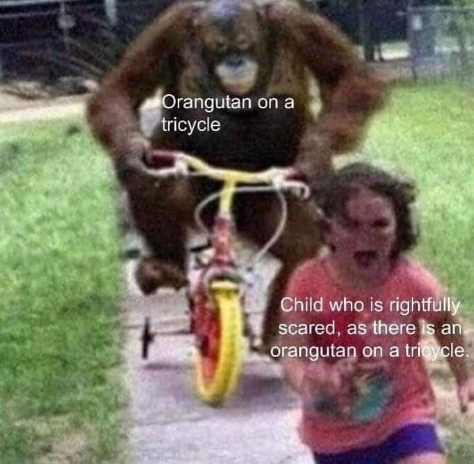 orangutan on a tricycle - Orangutan on a tricycle Child who is rightfully scared, as there is an orangutan on a tricycle.