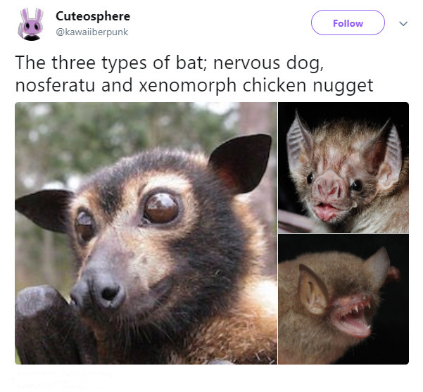 flying fox bat - Cuteosphere The three types of bat; nervous dog, nosferatu and xenomorph chicken nugget