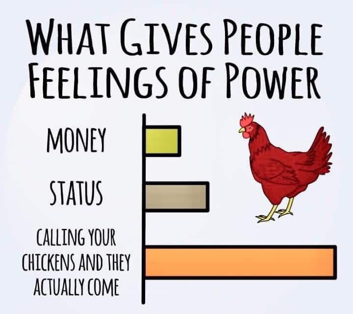 rooster - What Gives People Feelings Of Power Money Status Calling Your Chickens And They Actually Come