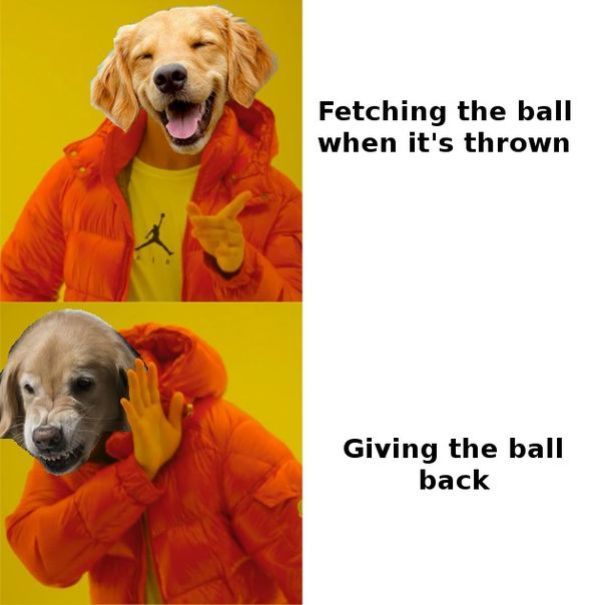 Fetching the ball when it's thrown Giving the ball back
