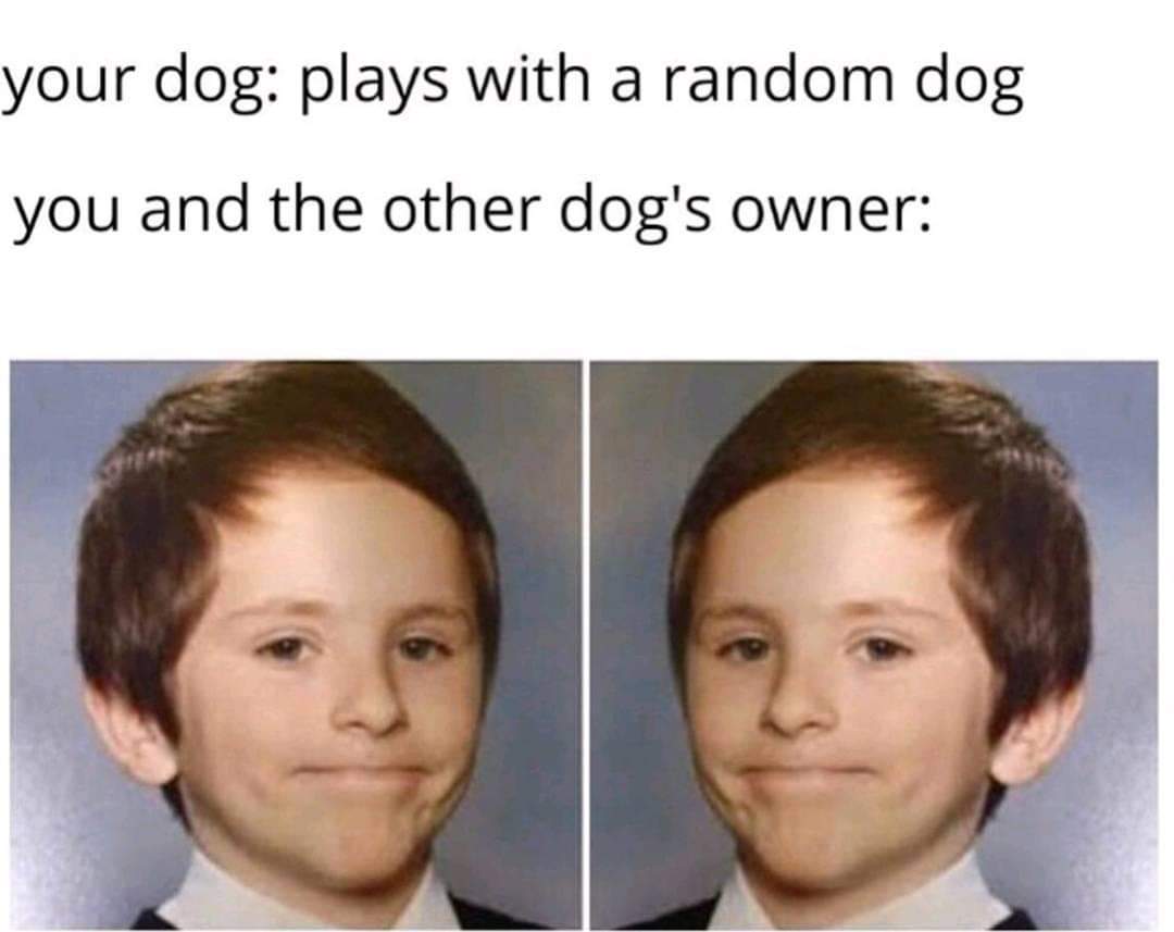 looking at each other meme - your dog plays with a random dog you and the other dog's owner