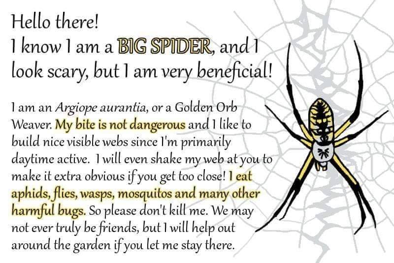 membrane winged insect - Hello there! I know I am a Big Spider, and 1 look scary, but I am very beneficial! I am an Argiope aurantia, or a Golden Orb Weaver. My bite is not dangerous and I to build nice visible webs since I'm primarily daytime active. I w