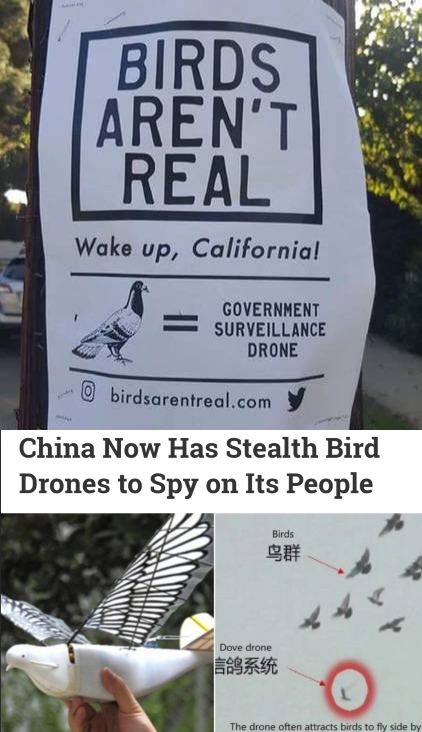 government bird - Birds Aren'T Real Wake up, California! Government Surveillance Drone birdsarentreal.com China Now Has Stealth Bird Drones to Spy on Its People Dove done 683 The one of a bude to ty side by