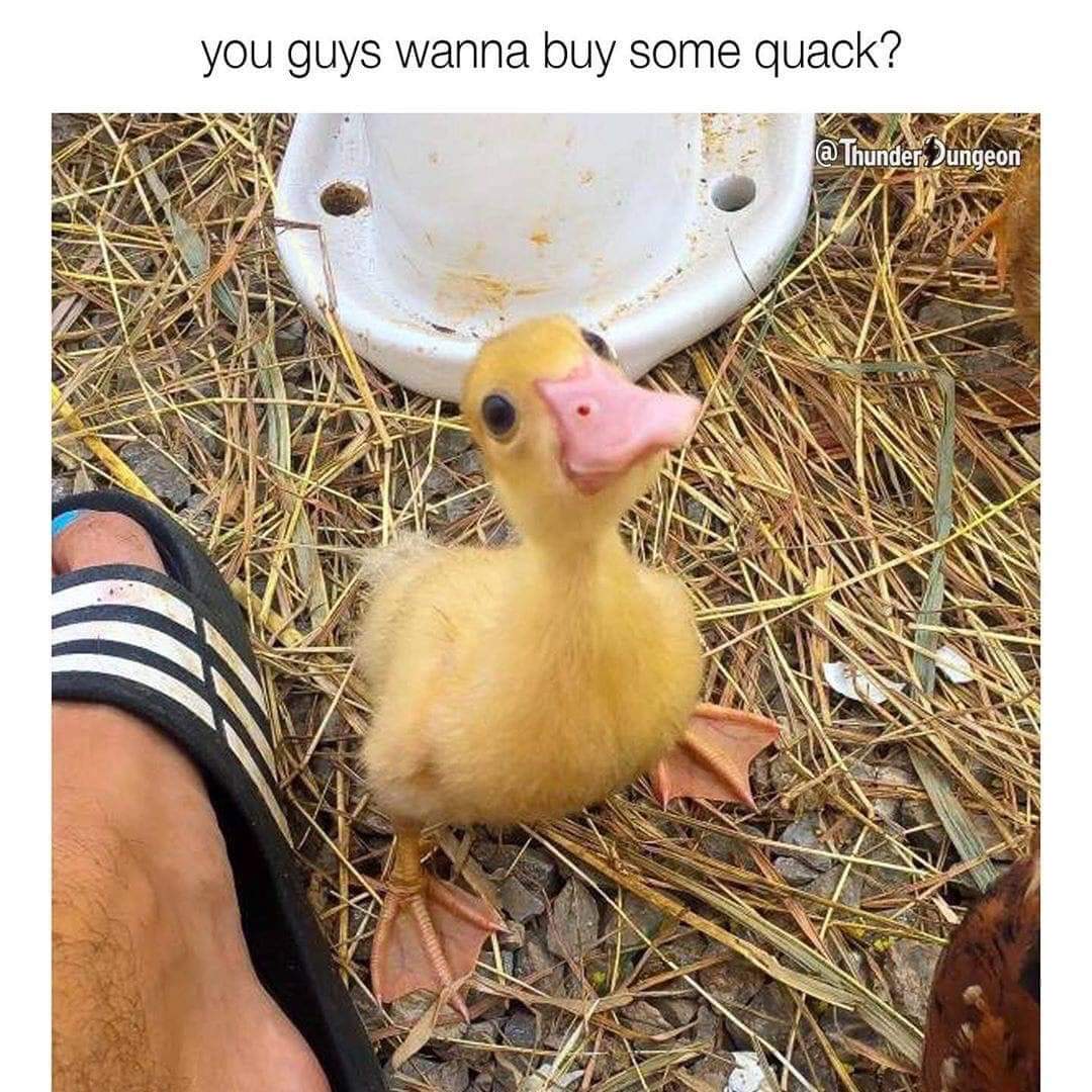 duck - you guys wanna buy some quack? @ Thunder Zungeon