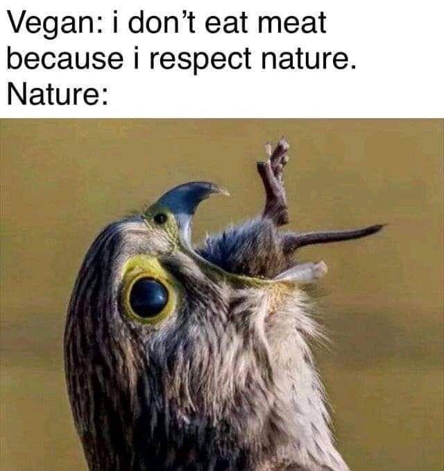 vegan i don t eat meat because - Vegan i don't eat meat because i respect nature. Nature