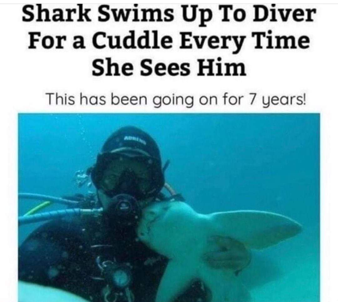 Underwater diving - Shark Swims Up To Diver For a Cuddle Every Time She Sees Him This has been going on for 7 years!