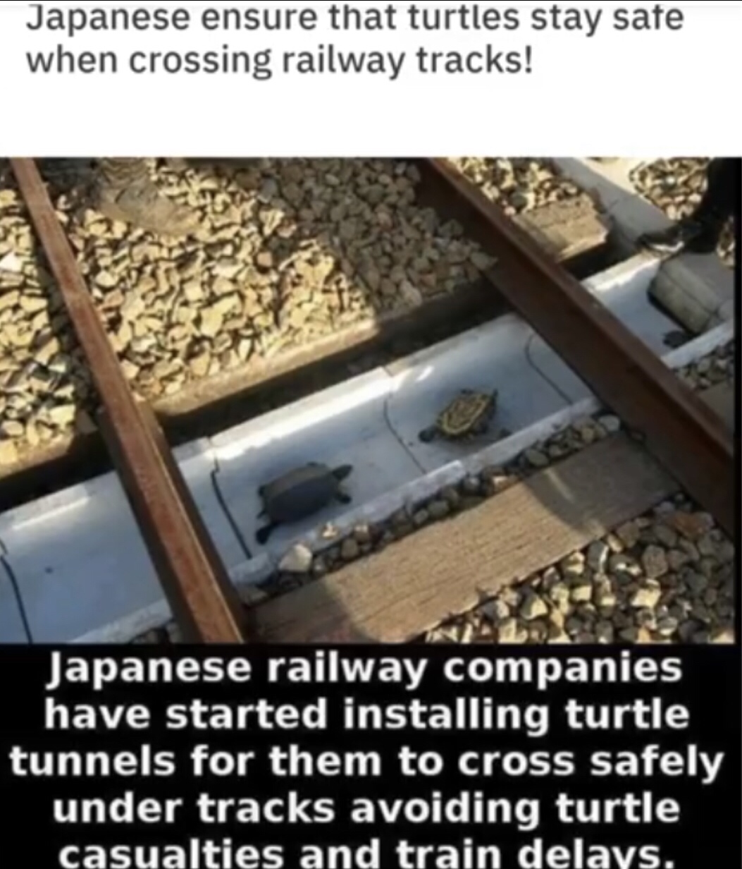 turtle tunnels in japan - Japanese ensure that turtles stay safe when crossing railway tracks! Japanese railway companies have started installing turtle tunnels for them to cross safely under tracks avoiding turtle casualties and train delays.