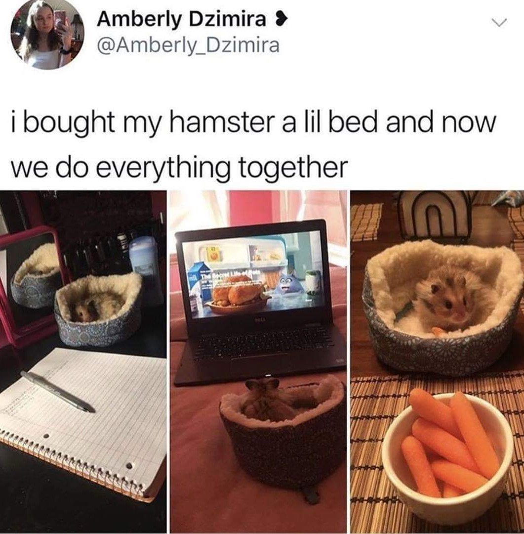 bought my hamster a bed - Amberly Dzimira > i bought my hamster a lil bed and now we do everything together